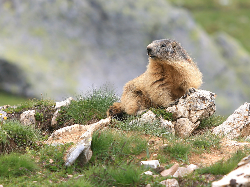 Sortie marmottes