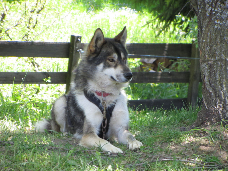 Chien en cani rando