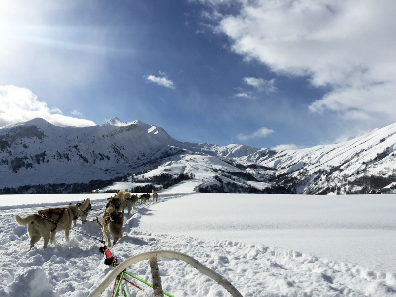 Chiens de traineaux