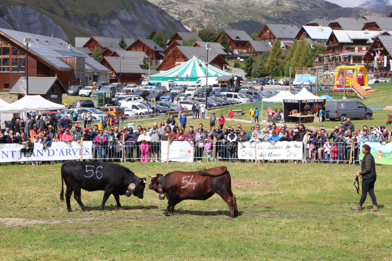 Match de Reines à Saint Jean d'Arves