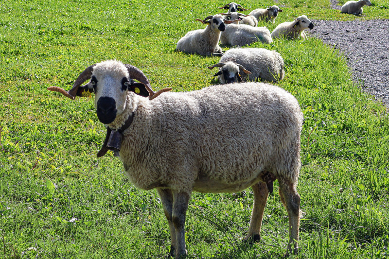 Emmontagnée des moutons