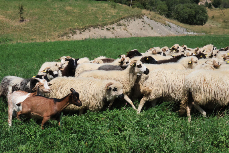 Troupeau de moutons