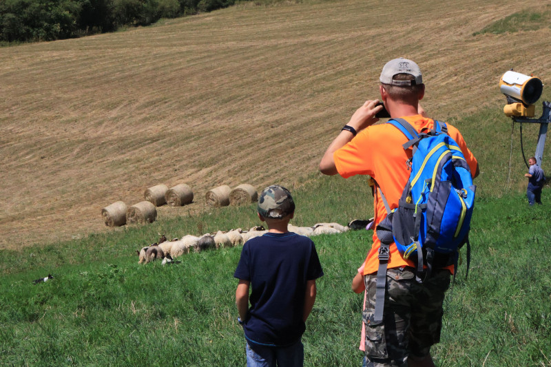 Vacanciers devant les moutons