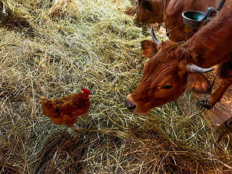 Visite de ferme