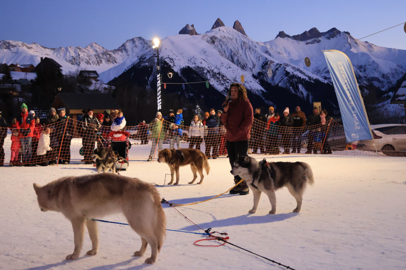 Chiens de traineaux
