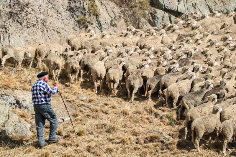 Fête du mouton 2022