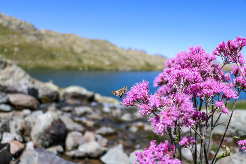 Papillon face au Lac Bramant