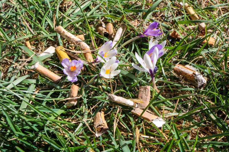 Ramassage des déchets