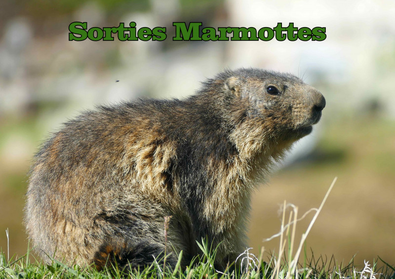sortie marmottes - © passion des Arves sortie marmottes