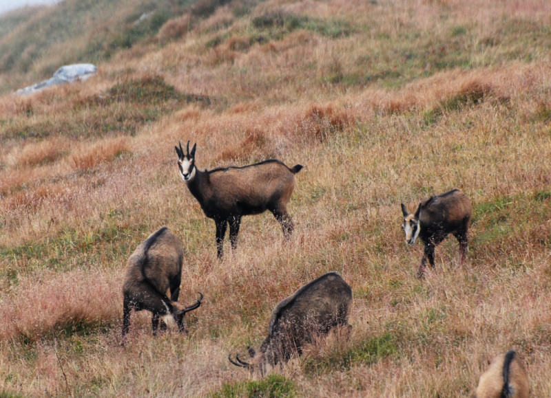 Observation chamois - © Arvan VTT Montagne Observation chamois