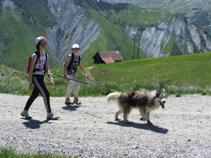 Personnes avec un chiens pratiquant la cani rando