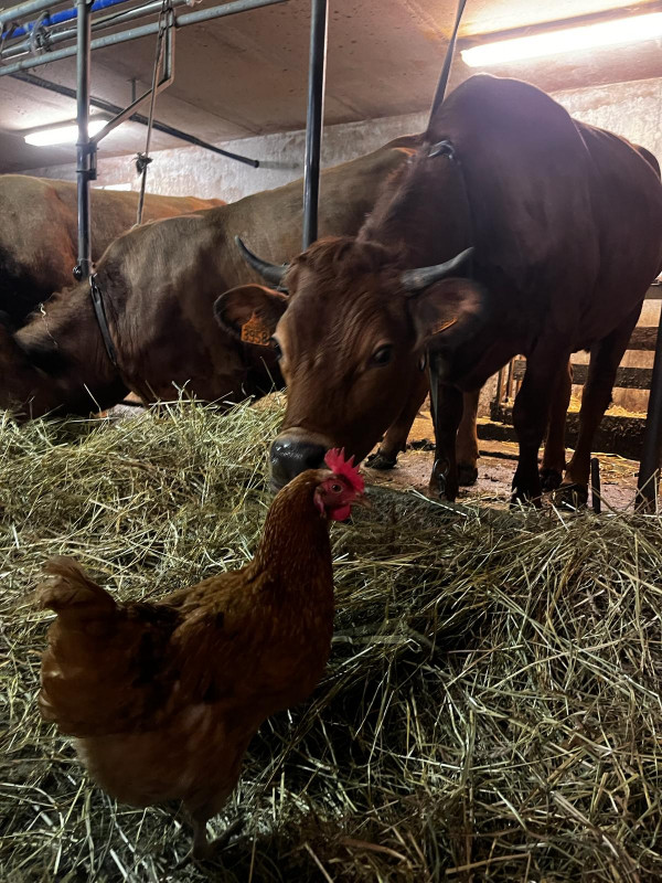 Visite d'une ferme de vaches laitières - La Chal_Saint-Jean-d'Arves Visite d'une ferme de vaches laitières - La Chal_Saint-Jean-d'Arves