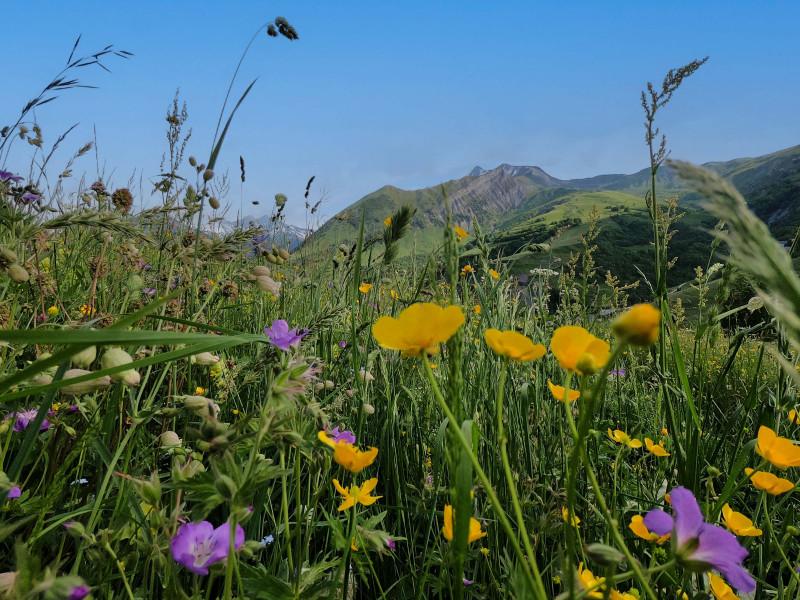 Semaine Nature & Biodiversité - © Office de Tourisme de Saint Jean d'Arves Semaine Nature & Biodiversité