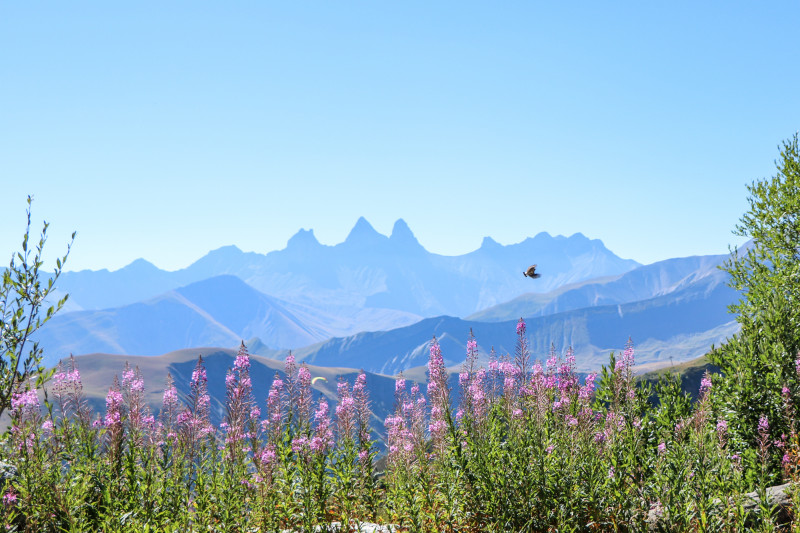 Oiseau face aux Aiguilles d'Arves
