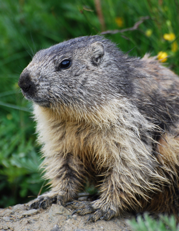Petit-déjeuner face aux marmottes