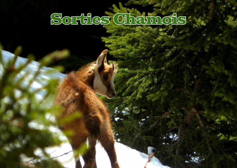 Sorties encadrées chamois Sorties encadrées chamois
