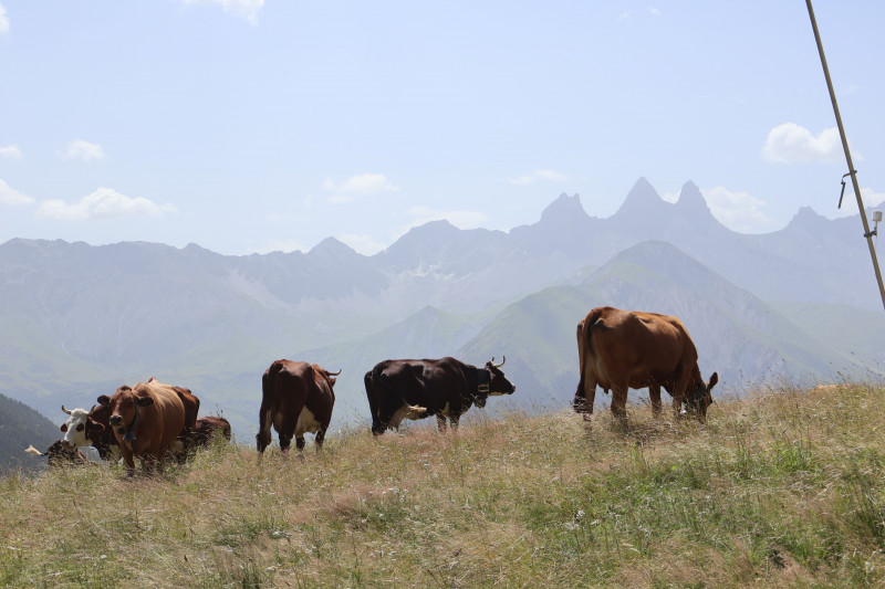 Vaches en alpage