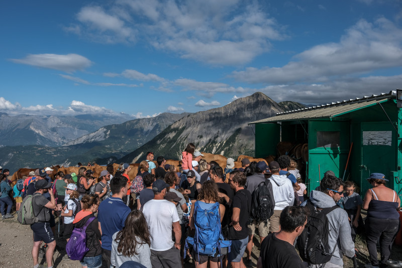 Vue de la traite en alpage