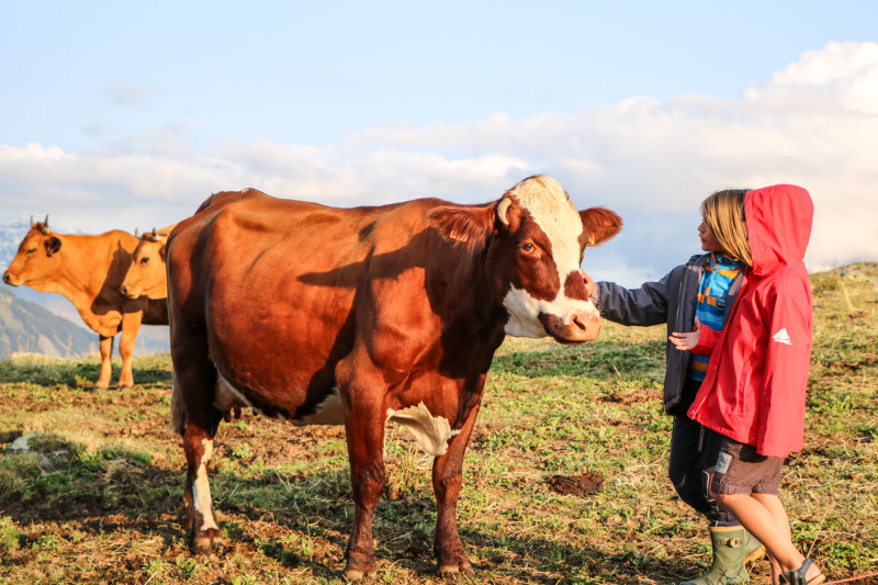 Enfants à la rencontre des vaches Enfants à la rencontre des vaches