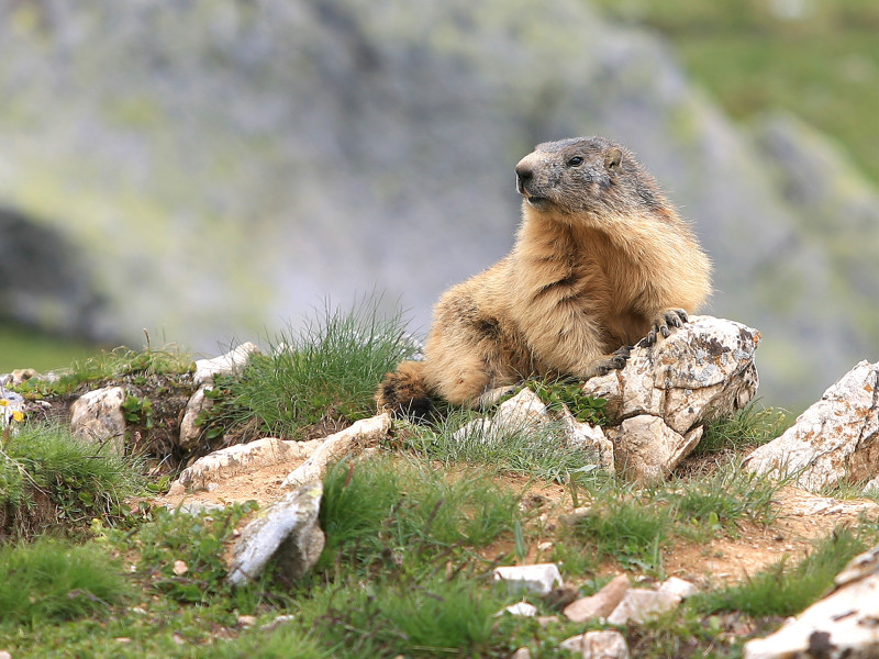 Sortie marmottes - © ©BMA Sortie marmottes