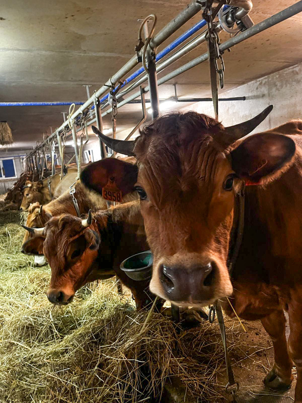 Visite d'une ferme de vaches laitières - La Chal_Saint-Jean-d'Arves