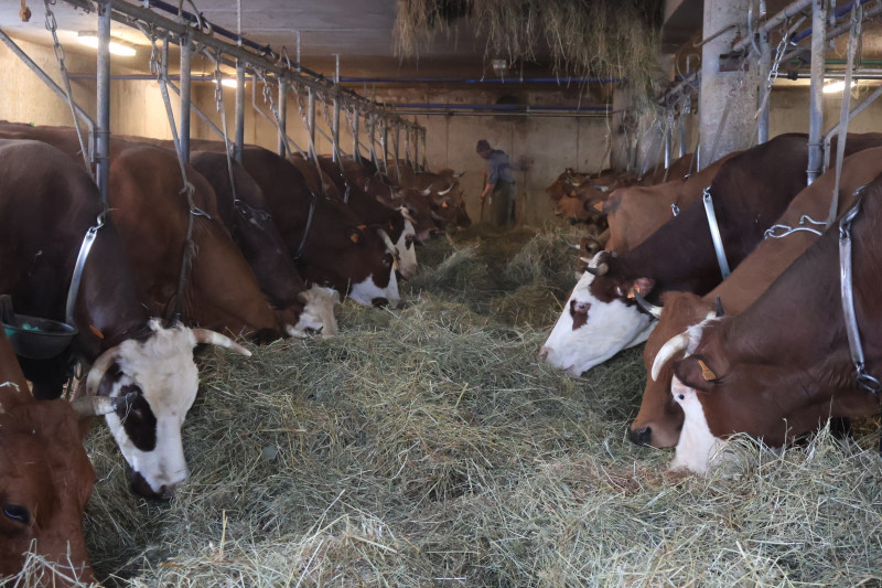 Visite d'une ferme de vaches laitières - La Chal_Saint-Jean-d'Arves Visite d'une ferme de vaches laitières - La Chal_Saint-Jean-d'Arves