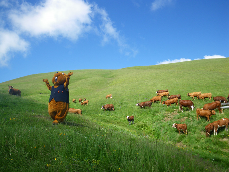 arvi_et_vaches.jpg arvi_et_vaches.jpg